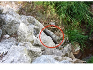 Red circle highlights the snake hanging out by the stream.
