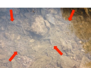 Red arrows point to clusters of metal artifacts in the stream.